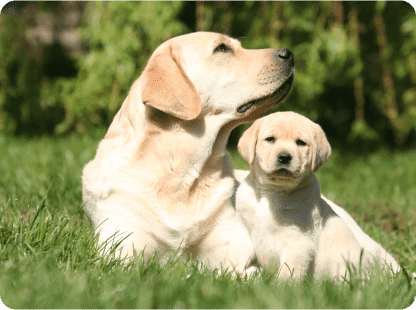 A puppy will grow!
