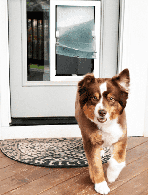 Australian Shepherd walking through Hale pet door installed in white door panel