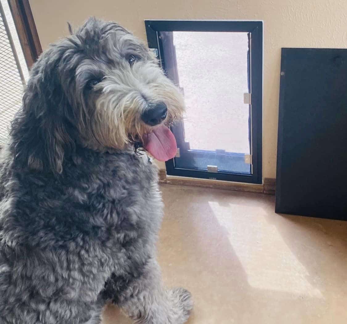 Gray Goldendoodle sitting next to black-framed Hale wall pet door indoors