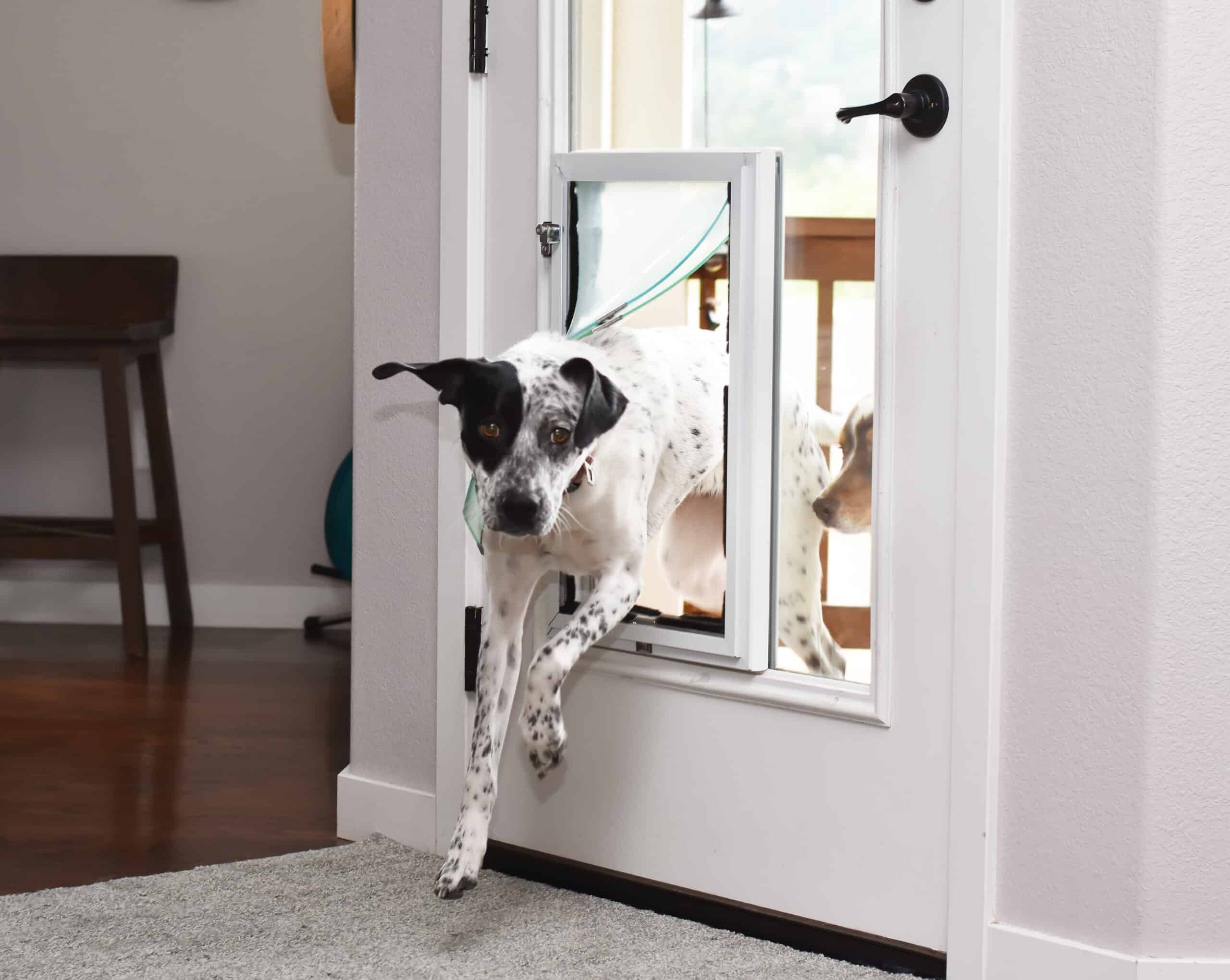 Dog stepping through white Hale pet door in interior door while second dog waits outside