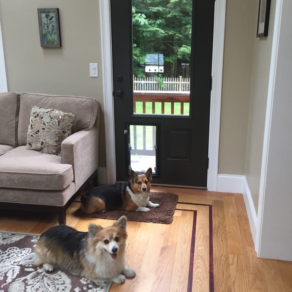Two Welsh Corgis lying in front of Hale pet door installed in black entry door