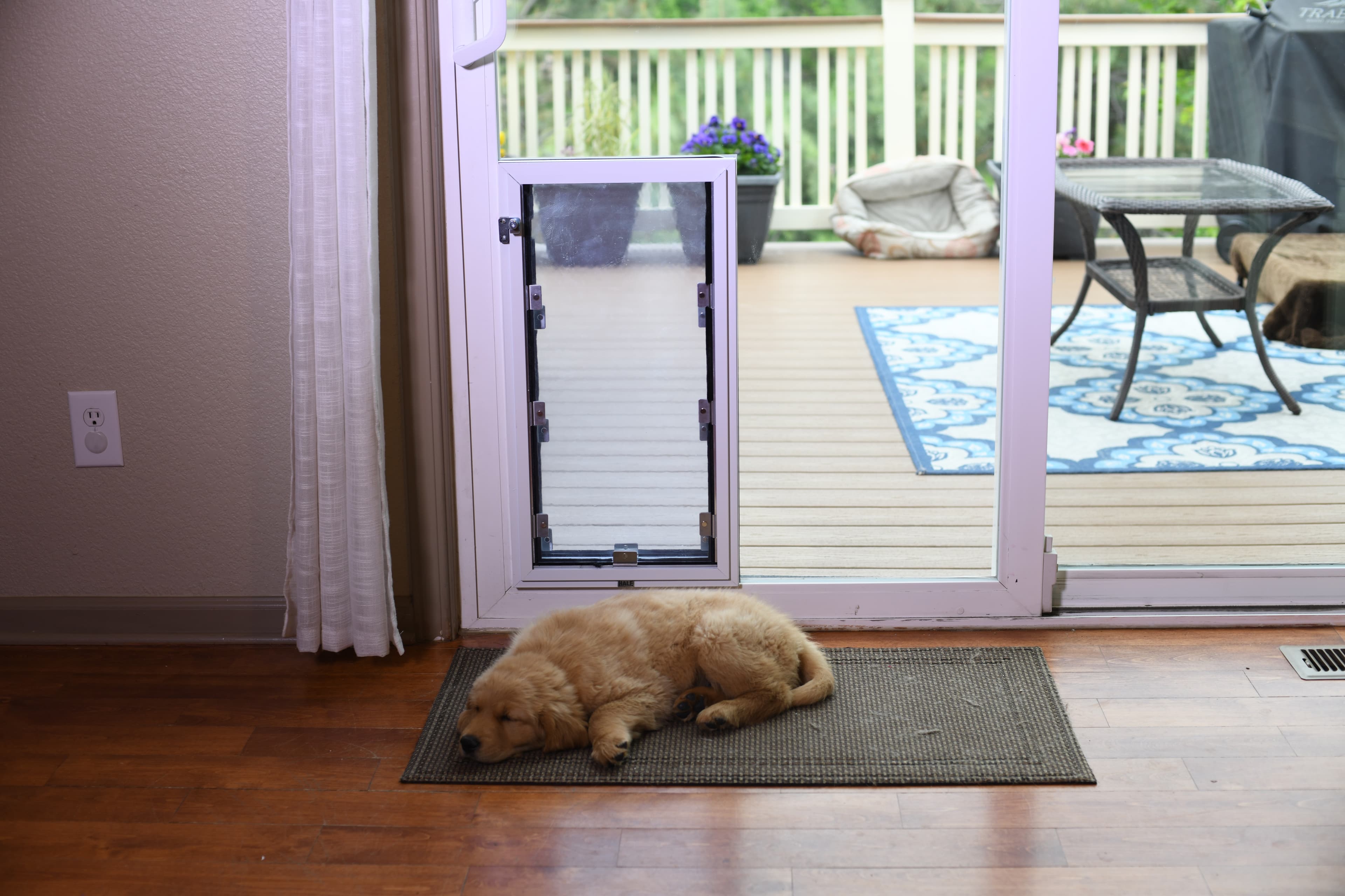 Golden Retriever puppy resting in front of Hale in-glass pet door on patio